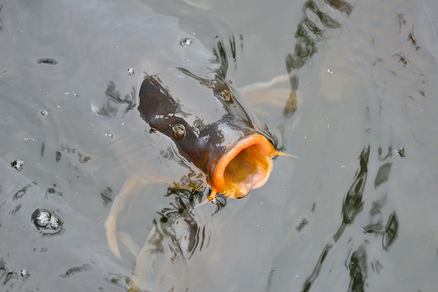 Podložka pod ryby